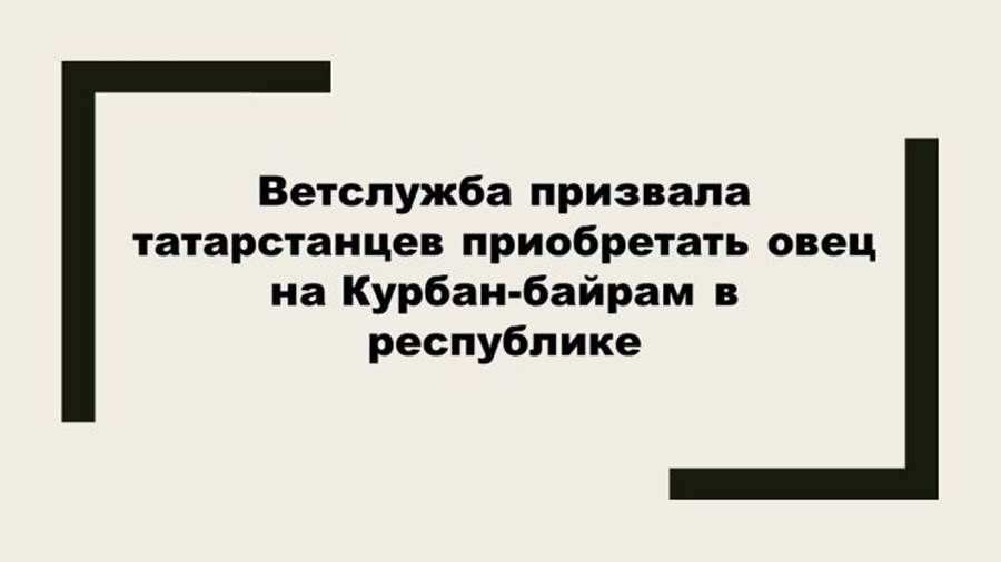 Татарстанлыларны Корбан гаете өчен сарыкларны республика эченнән генә алырга чакыралар