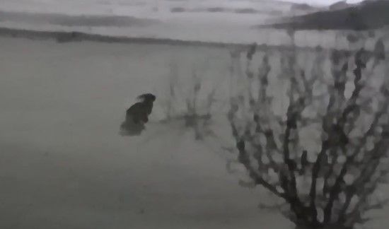 Вечерние гости: в Лаишеве зайцы вышли к людям