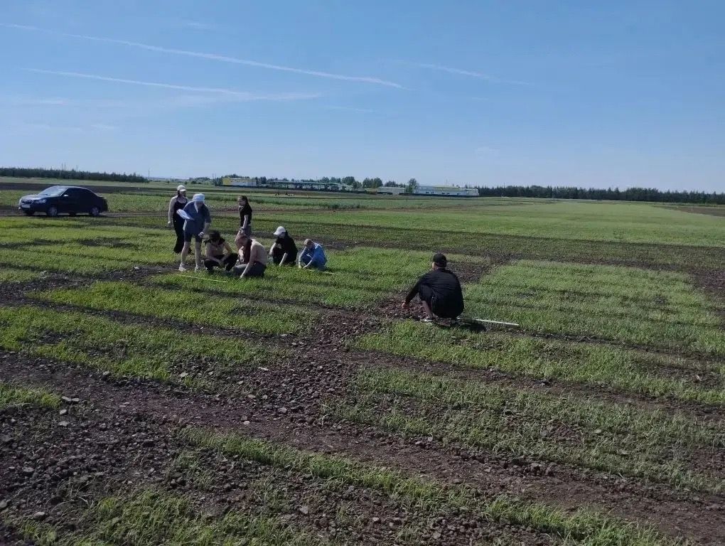В Лаишевском районе ведется учет всходов на опытных полях «Агробиотехнопарка» КГАУ