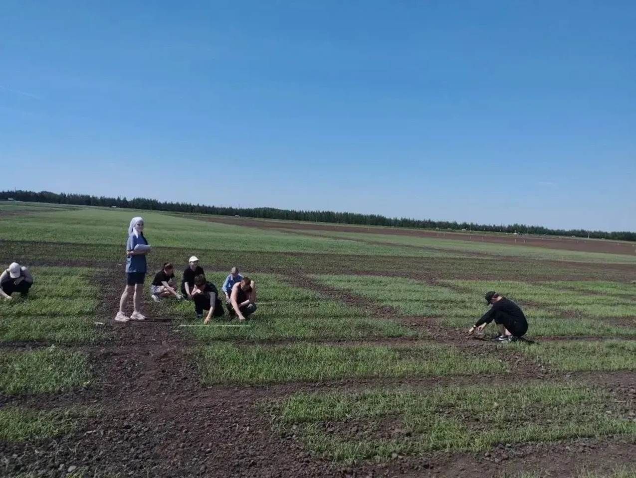 Лаеш районында Казан дәүләт аграр университетының «Агробиотехнопарк» тәҗрибә кырларында үсентеләрне исәпкә алу алып барыла