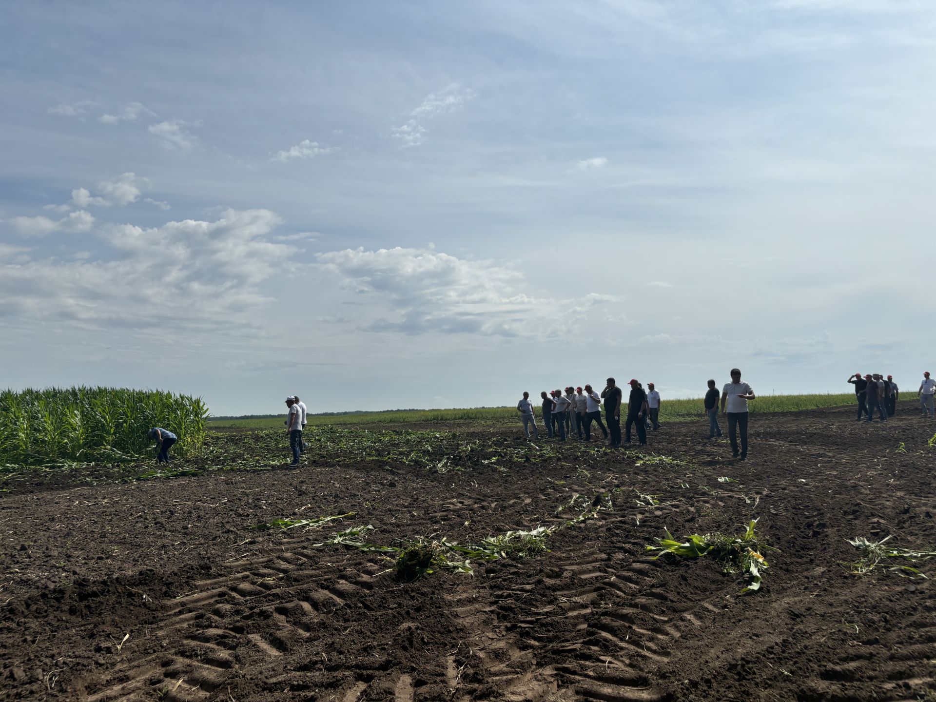 В Бутырях прошёл День поля HORSCH: современные технологии для эффективного земледелия