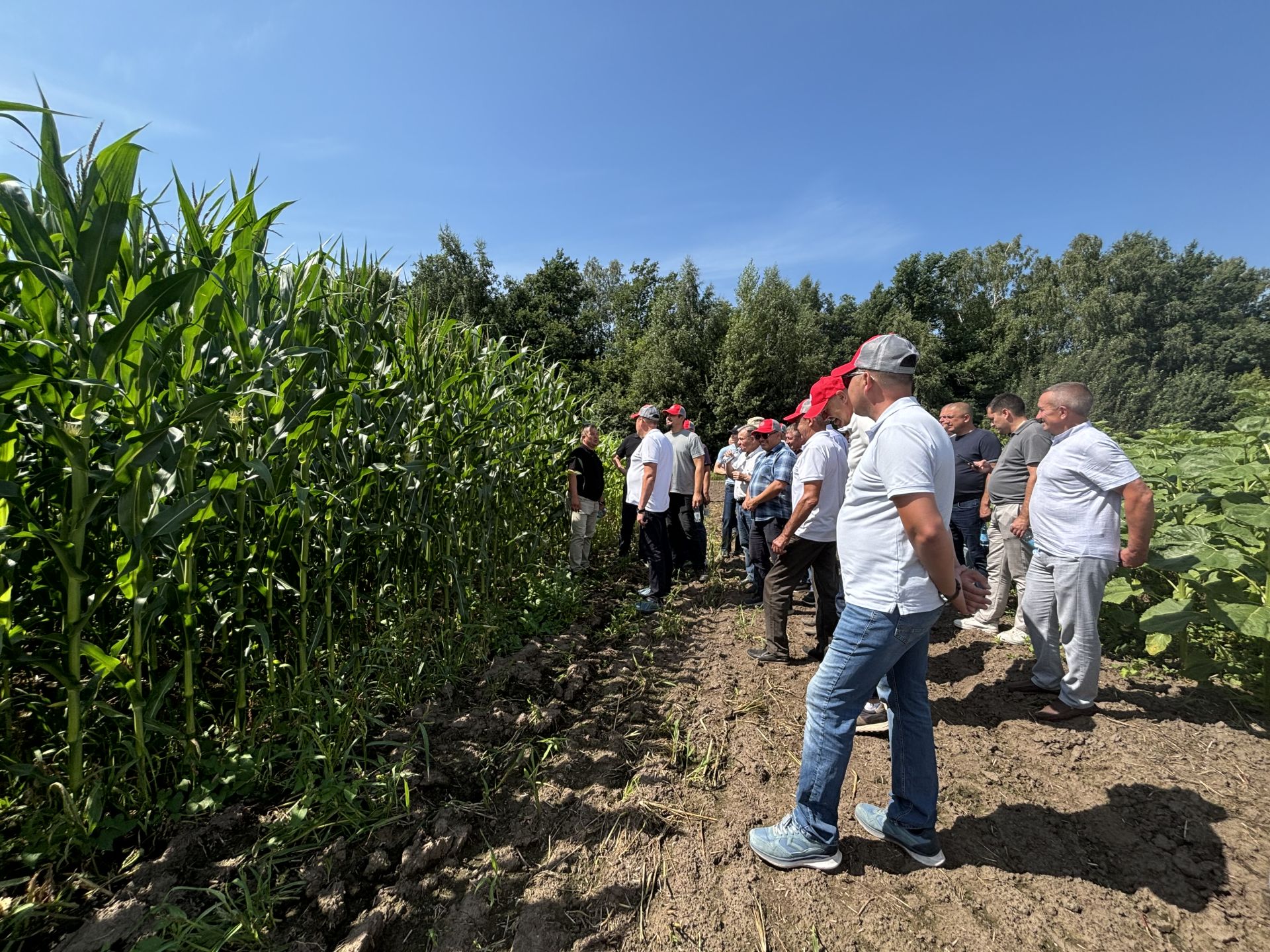 В Бутырях прошёл День поля HORSCH: современные технологии для эффективного земледелия
