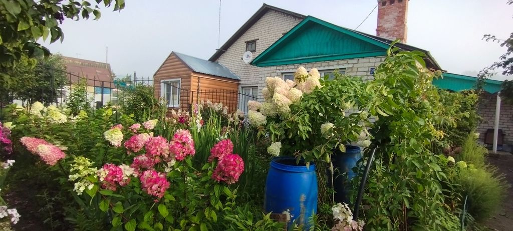 Цветущие гортензии стали украшением палисадника Галины Дегтяревой
