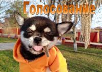 Меньше двух часов осталось до конца финального голосования в конкурсе «Забавные питомцы» — 2025