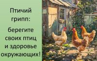 Птичий грипп: важные рекомендации для птицеводов