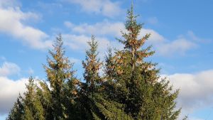 Бабье лето в Лаишевском районе продолжится и в субботу