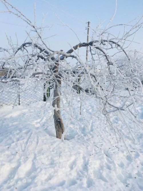 Фото читателя. Зимнее Курманаково