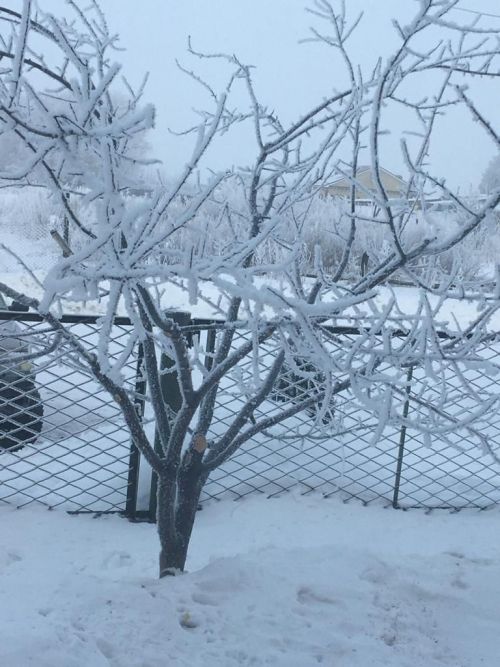 Фото читателя. Зимнее Курманаково