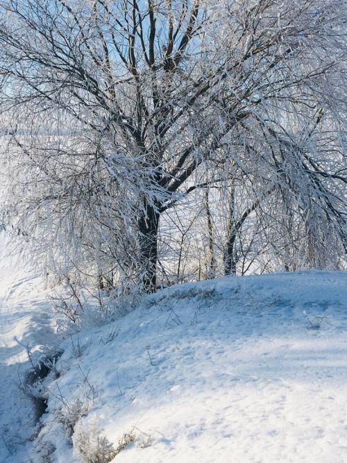Фото читателя. Зимнее Курманаково