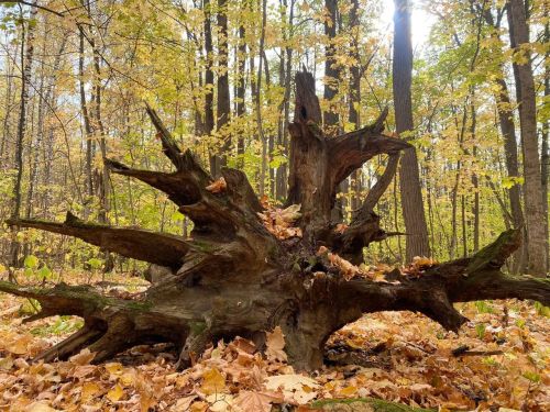 Осенью лес особенно прекрасен