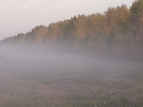 В Лаишевском районе ожидается туман