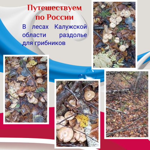В лесах Калужской области раздолье для грибников
