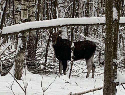 Фото дня: лось в лесах Лаишевского лесничества