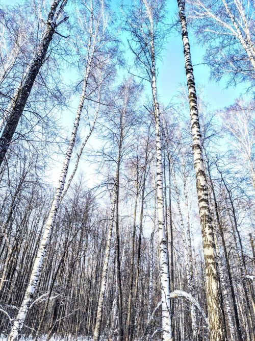 Фото читателя. Мороз и солнце! день чудесный!