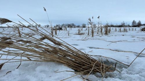 На реке Меша пробурили лунки, чтобы насытить воду кислородом