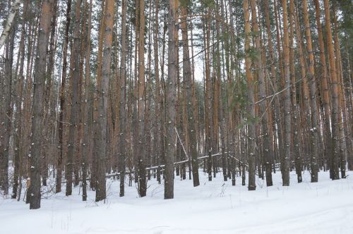 Ветер в Лаишевском районе может усилиться до 18 м/с