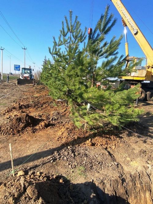 На придорожной полосе автодороги Казань - Аэропорт ведется посадка сосен