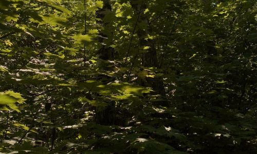 Специалисты ГБУ РТ «Лаишевский лесхоз» приступили к посадке лесных культур