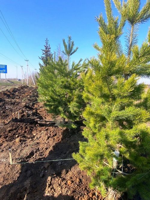 На придорожной полосе автодороги Казань - Аэропорт ведется посадка сосен