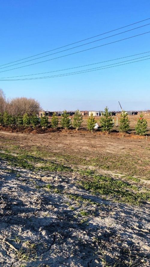 На придорожной полосе автодороги Казань - Аэропорт ведется посадка сосен