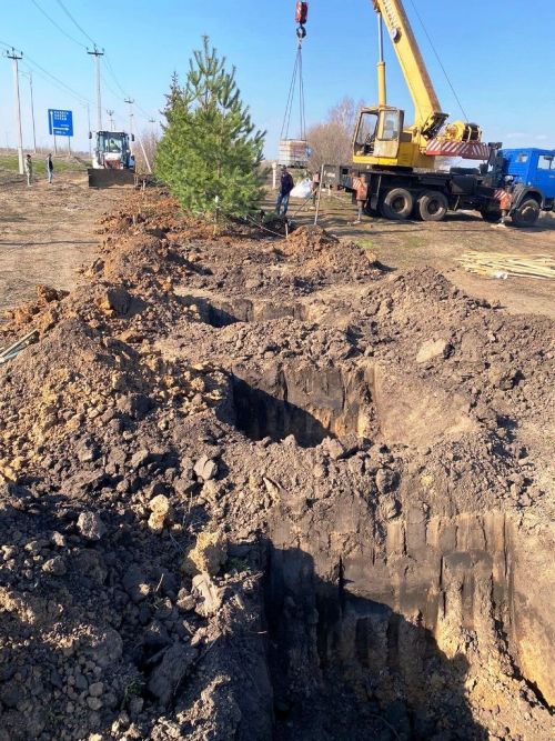 На придорожной полосе автодороги Казань - Аэропорт ведется посадка сосен