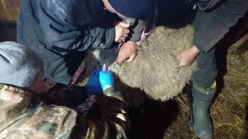 В Лаишевском районе идет забор крови у сельскохозяйственных животных