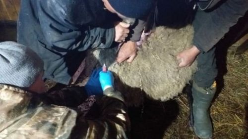 Лаеш районында авыл хуҗалыгы хайваннарыннан кан алына