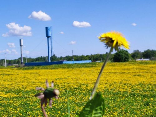 Творчество читателей: Расстелились  покрывалом   одуванчики весной...