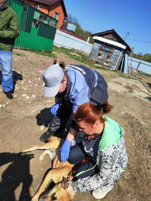 В Лаишевском районе продолжается вакцинация домашних животных против бешенства