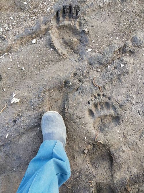 В Лаишевском районе обнаружили следы медведя