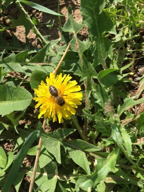 Фото читателя.  Нажия Хусаинова: «Весна пришла»