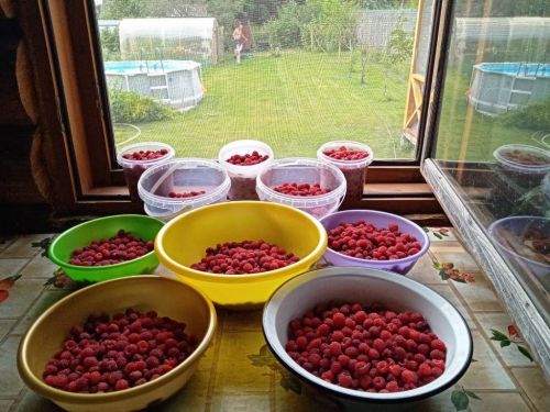 Жители Лаишевского района окунулись в малиновый рай