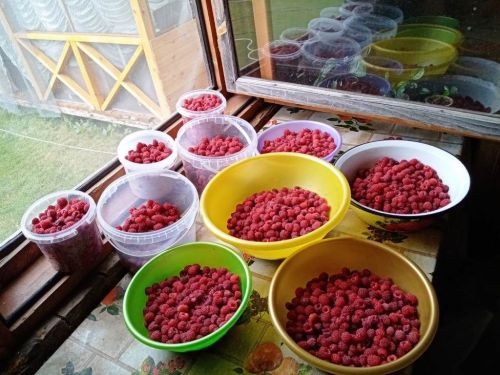 Жители Лаишевского района окунулись в малиновый рай