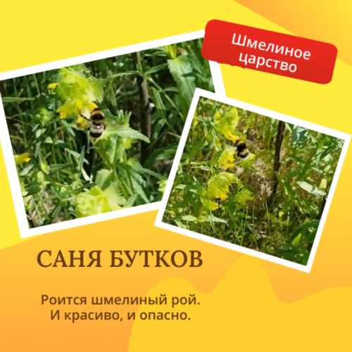 Объявляю северный июль месяцем праздника «Шмелиного нектара»