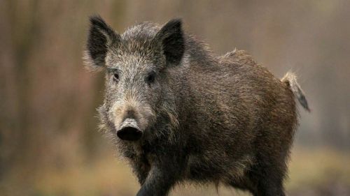 В Татарстане уменьшено максимальное число кабанов для охоты