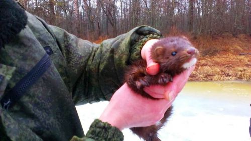 Поймали воришку-хорька на рыбалке. Онлайн-фотогалерея «Яркий мир»