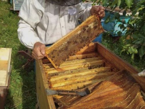 В восьми районах Татарстана зафиксировали мор пчел