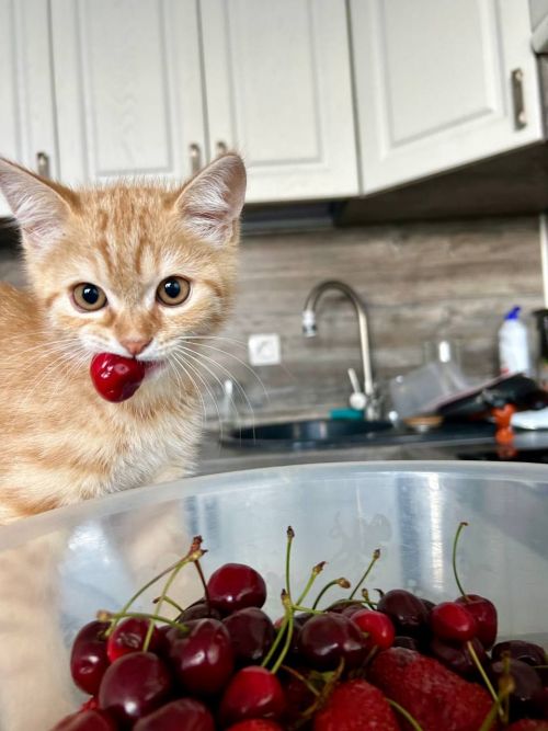 Алиса Кочиева делится снимком на ФОТОконкурс «Мой питомец — просто кадр!»