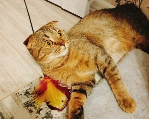 ФОТО на конкурс «Мой питомец — просто кадр!» — участник Гульназ Низамутдинова