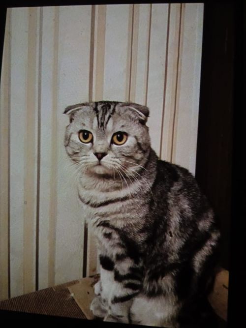 Кот Тигран участвует в ФОТОконкурсе «Мой питомец — просто кадр!»