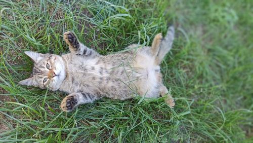 Юлия Космачева и котенок Лис участвуют в ФОТОконкурсе «Мой питомец — просто кадр!»