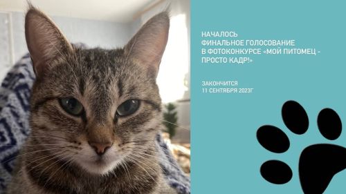 Началось финальное голосование за победителей ФОТОконкурса «Мой питомец — просто кадр!»
