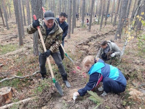 В Лаишевском районе высадили более 20 тысяч саженцев ели