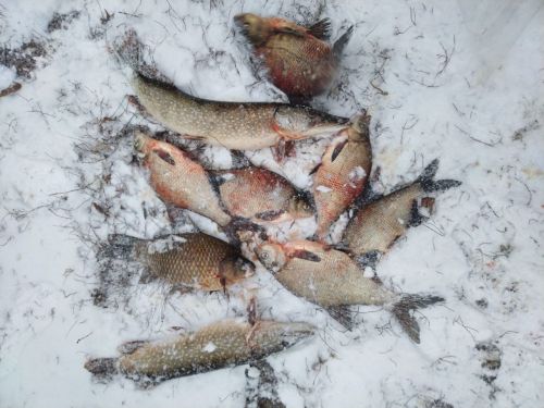 Полицейские задержали браконьера на акватории Волги