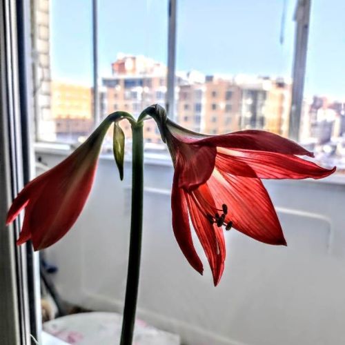 Расцвел цветок к 8 Марта