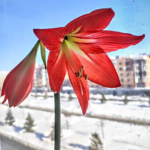 Расцвел цветок к 8 Марта