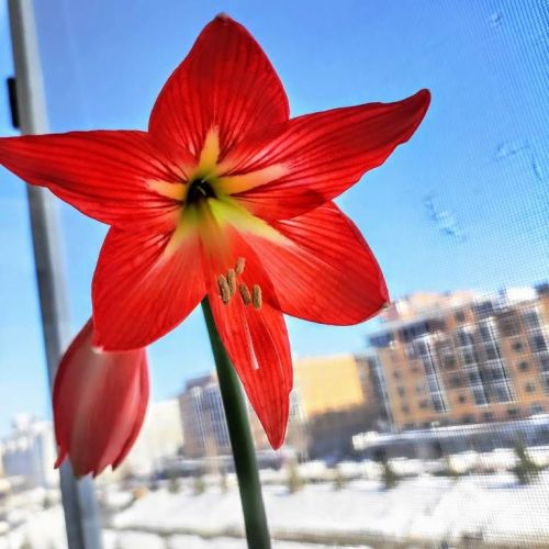 Расцвел цветок к 8 Марта