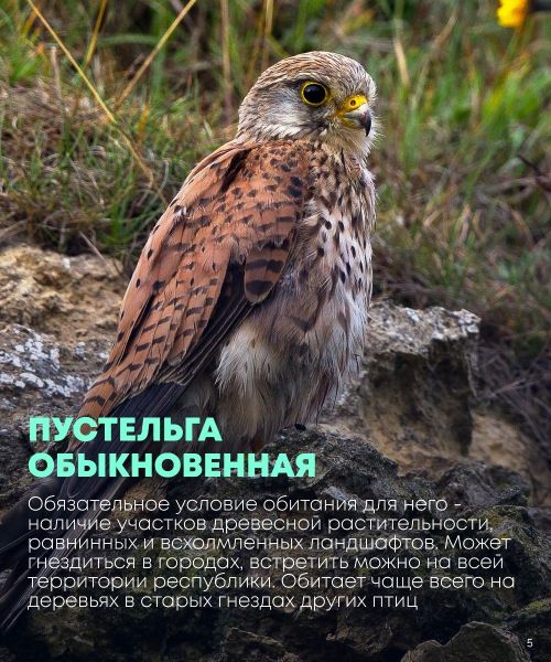 Сегодня во всем мире отмечается Международный день птиц