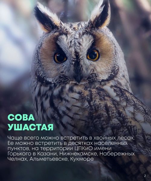 Сегодня во всем мире отмечается Международный день птиц
