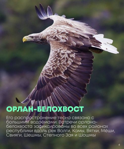 Сегодня во всем мире отмечается Международный день птиц